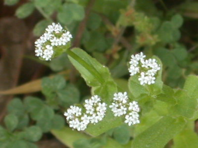 Valerianella radiata corn salad.jpg