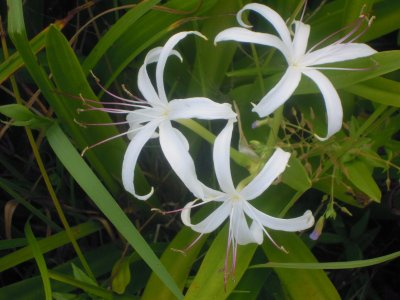 Crinum americanum swamp lily.JPG