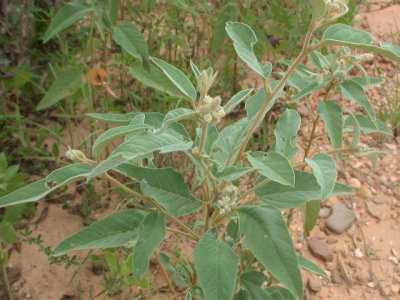 Croton capitatus goatweed 2.jpg
