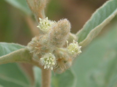 Croton capitatus goatweed.jpg