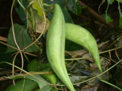 Cynanchum laeve honeyvine fruits.jpg