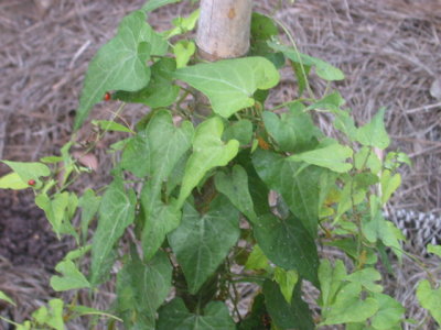 Cynanchum laeve honeyvine leaves.jpg