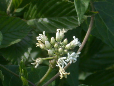 Cynanchum laeve honeyvine.jpg
