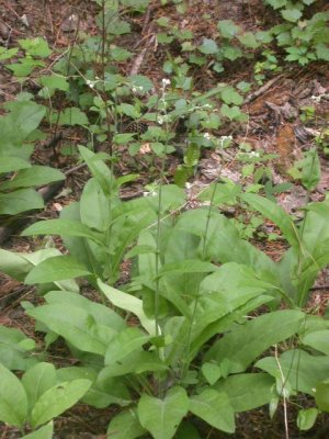 Cynoglossum virginianum wild comfrey 2.jpg