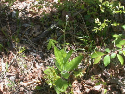 wildflowers of louisiana