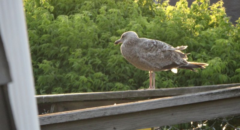 Gull next door.jpg