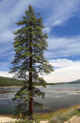 Lake Tree.jpg