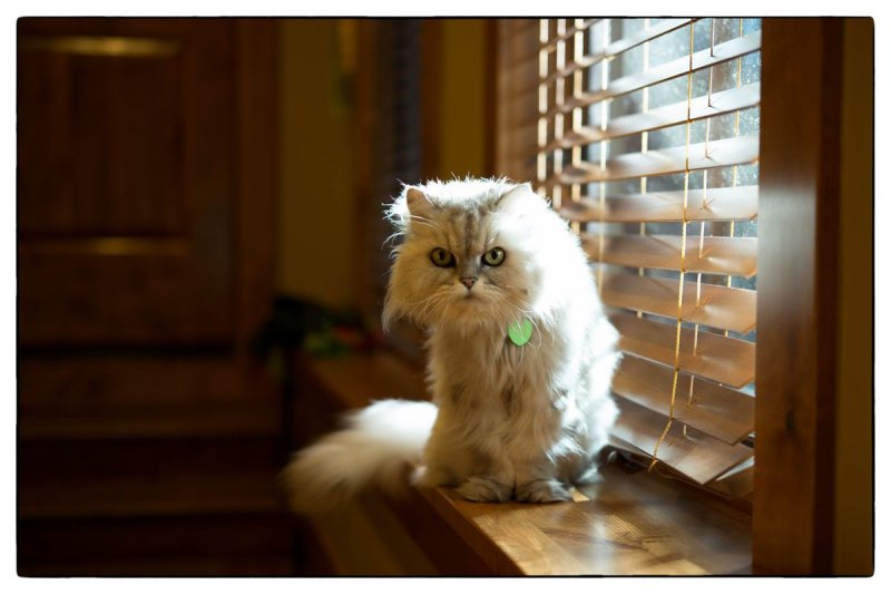 Priss