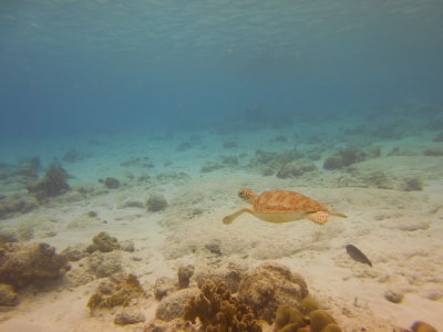 g9/20/273920/3/157604811.Cd4Xili1.jpg
