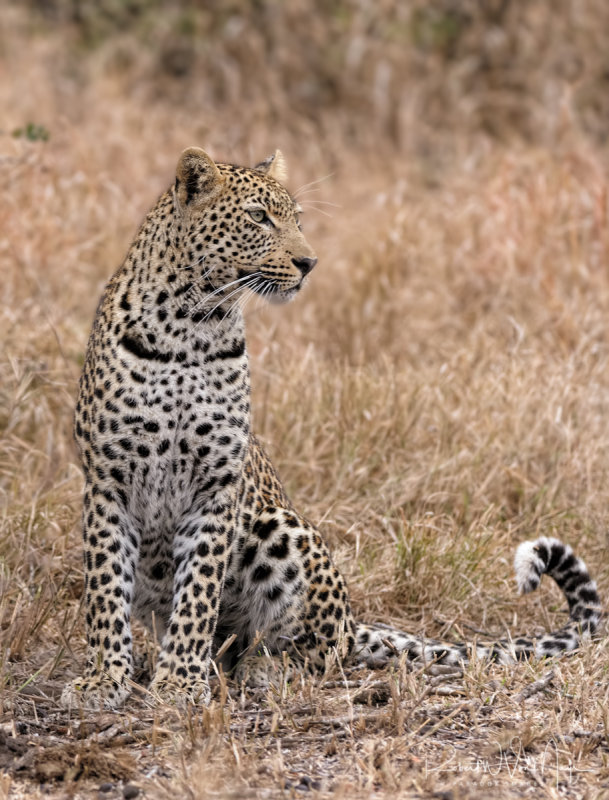 Leopard Looking For Game