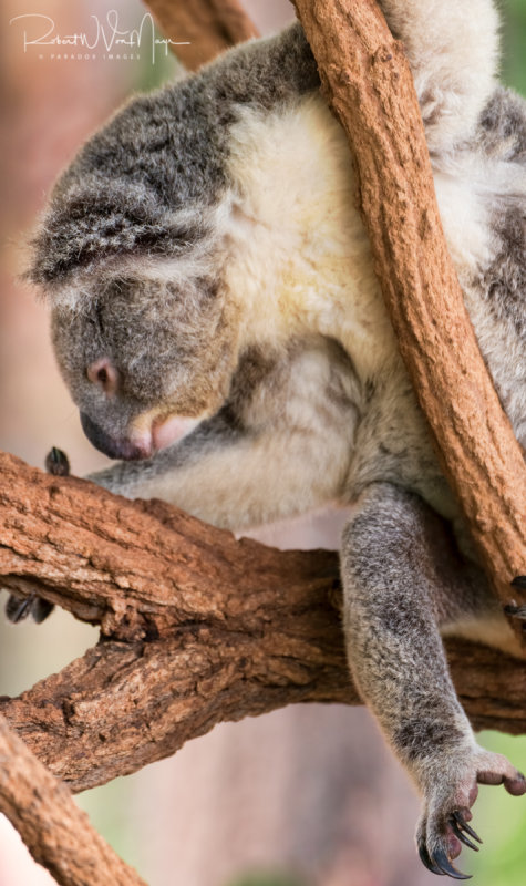 Koala Gymnastics