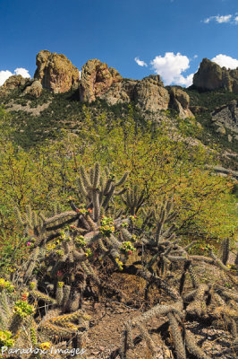 Chiricahua Cactus (Chiricahua Mountains)