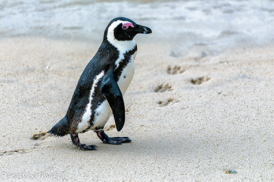 Penguin tracing footsteps at Boulder Beach
