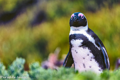 Penguin against background of Fynbos (fine bush)