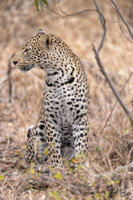 Leopard Close Up