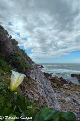 Callow Lilly against rocky shoreline