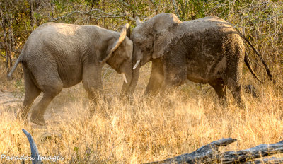 Elephants