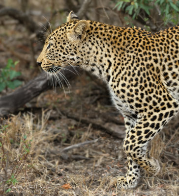 Leopard On The Move