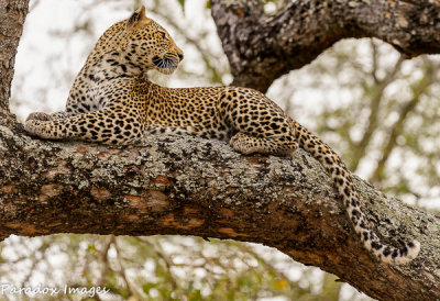 Leopard In Tree #2