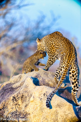 Leopard cub and Mom