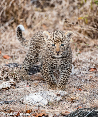 Leopard cub on the prowl