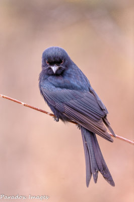 Fork Tailed Drongo