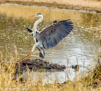 Coming in for a landing