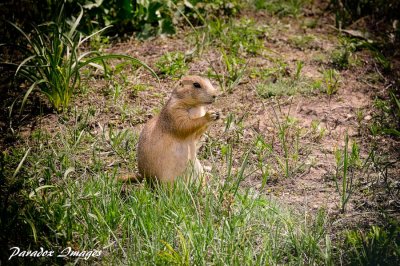 Prairie Dog Portrait