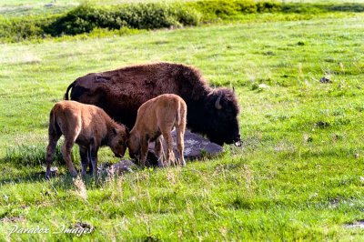 Buffalo Interaction