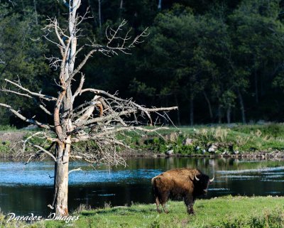 Male Buffalo stands guard