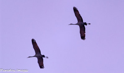 Twin Cranes