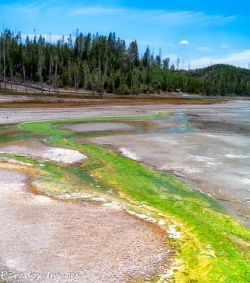 Yellowstone Cyanobacteria