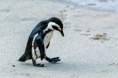 Boulders Beach Penguin