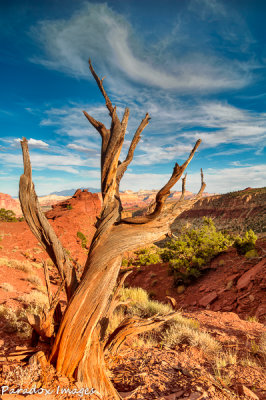 Panorama Point Tree