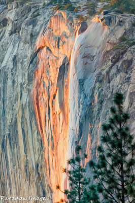 Horsetail Closeup