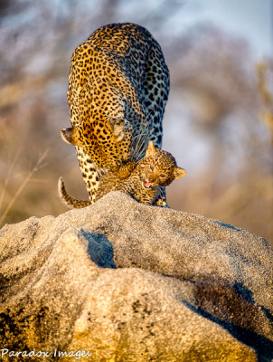 Leopard Cub & Mother