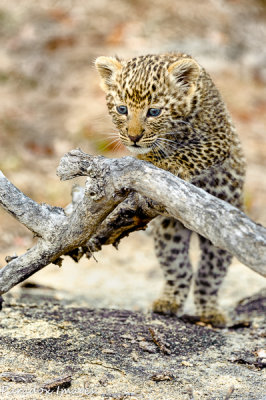 Leopard Cub