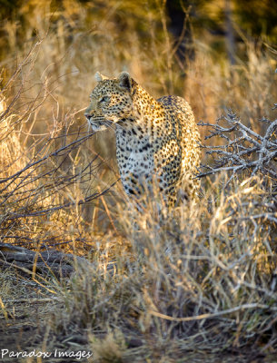 Leopard Pose