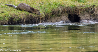 Snake River Otter Play II