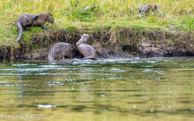 Snake River Otter Play III