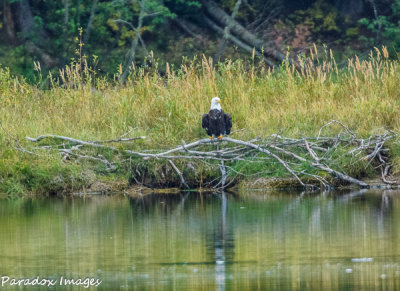 Snake River Bald Eagle