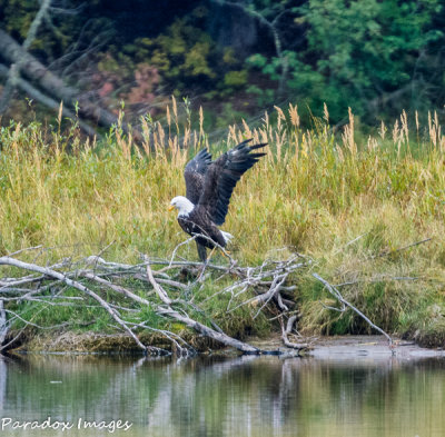 Snake River Bald Eagle Take Off