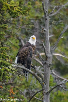 Bald Eagle Perch