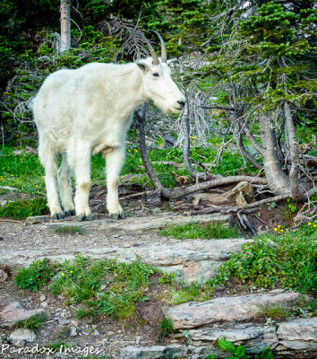 Mountain Goat Amblin'