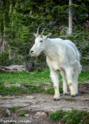 Mountain Goat profile