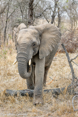 Juvenile Elephant Checks Us Out