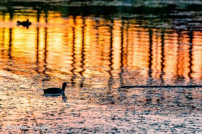 Ducks swim in Yuma