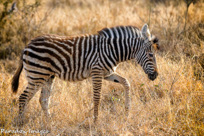 Zebra Walking