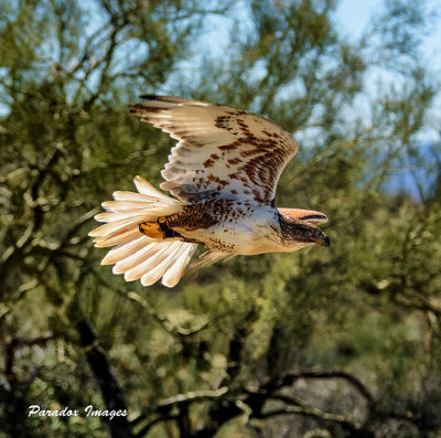 Ferriginous Hawk in flight