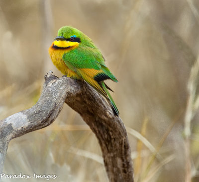Little Bee Eater on its perch